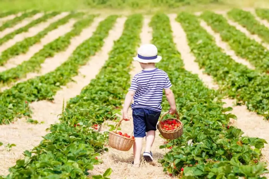 Take your kids berry picking for a fun summer activity 