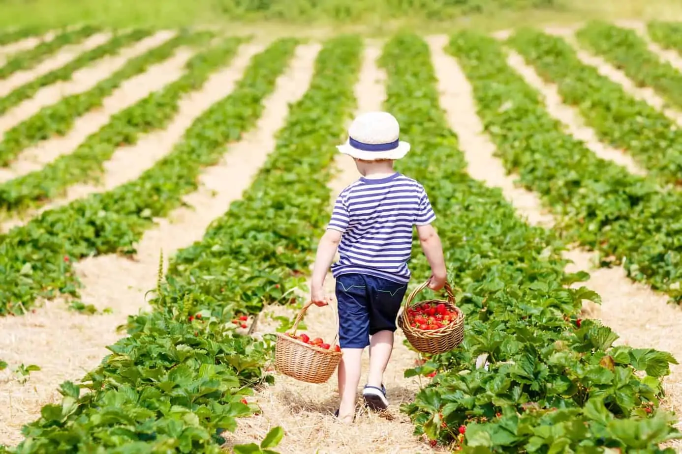 24 Free Activities to Do with Your Kids; Take your kids berry picking for a fun summer activity