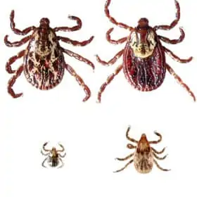 Stay safe this summer by knowing about ticks: tick prevention, tick safety and safely removing ticks on the skin. Symptoms of tick bites to be aware of and potential Lyme Disease symptoms.