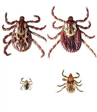 Stay safe this summer by knowing about ticks: tick prevention, tick safety and safely removing ticks on the skin. Symptoms of tick bites to be aware of and potential Lyme Disease symptoms.