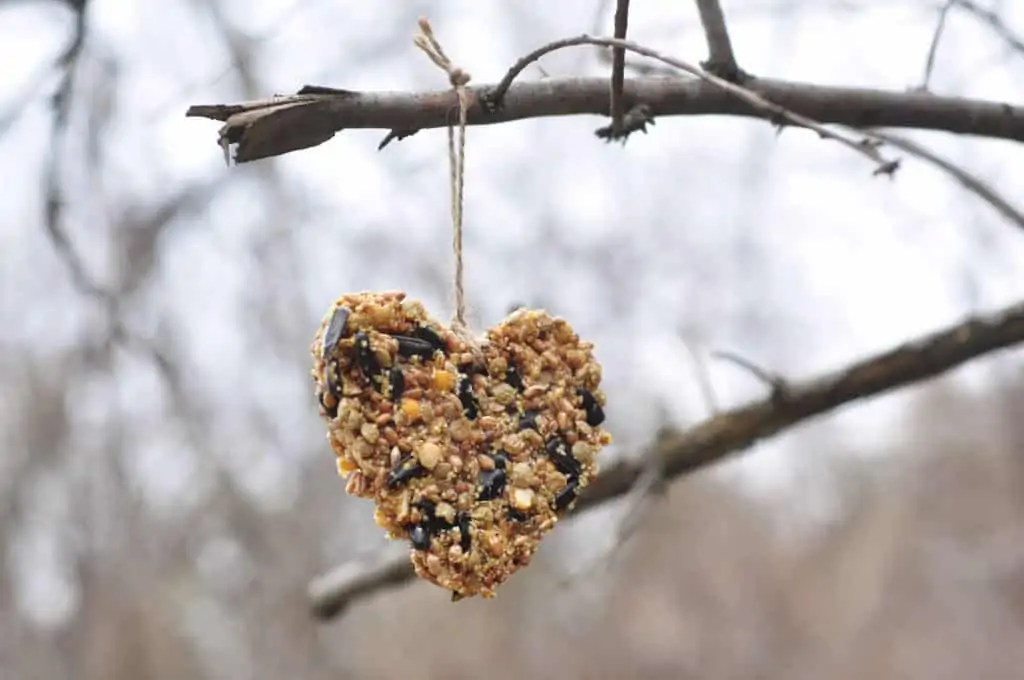 Homemade bird feeder with your kids